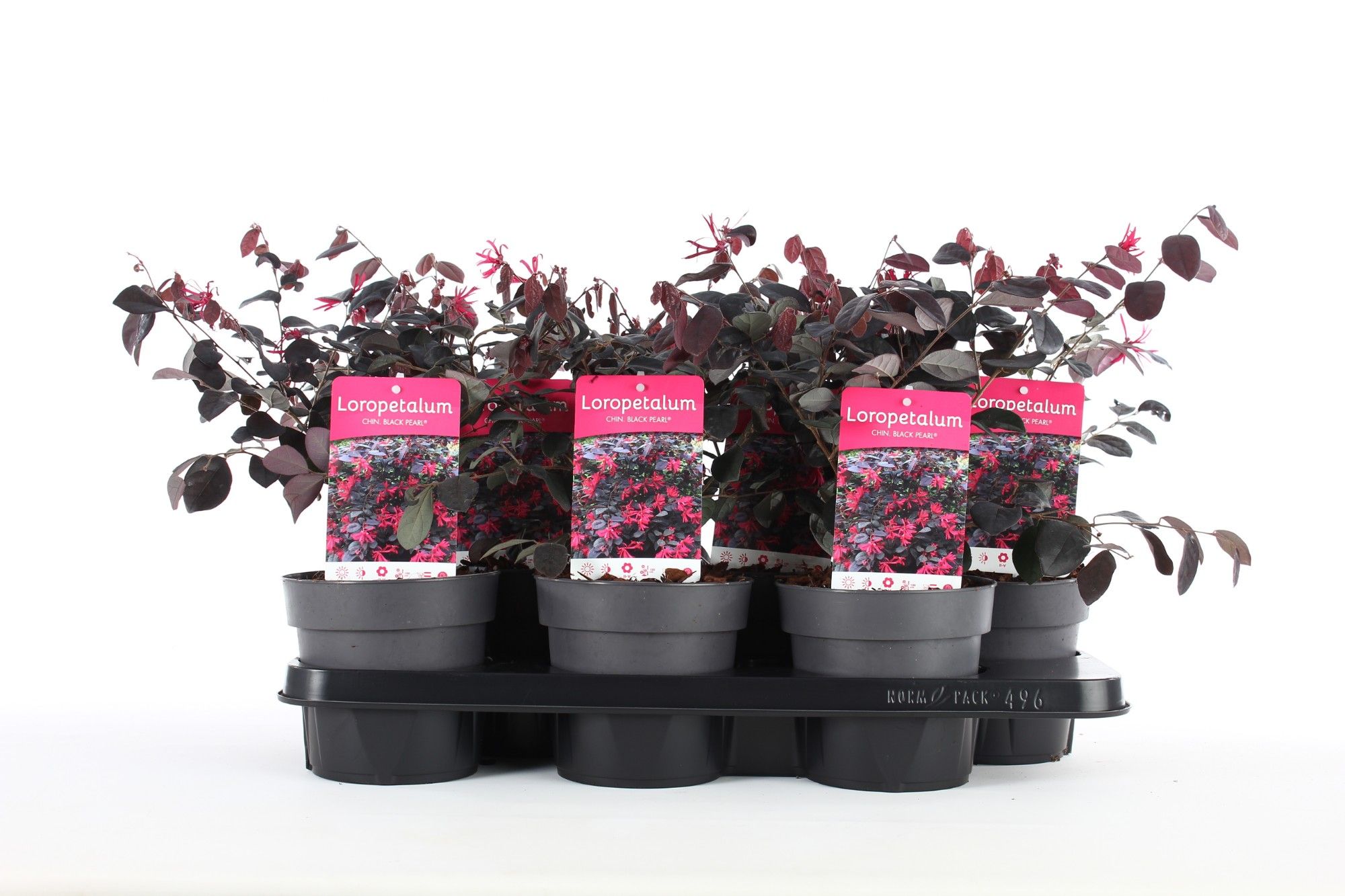 Loropetalum chin. 'Black Pearl'® P15, D 15