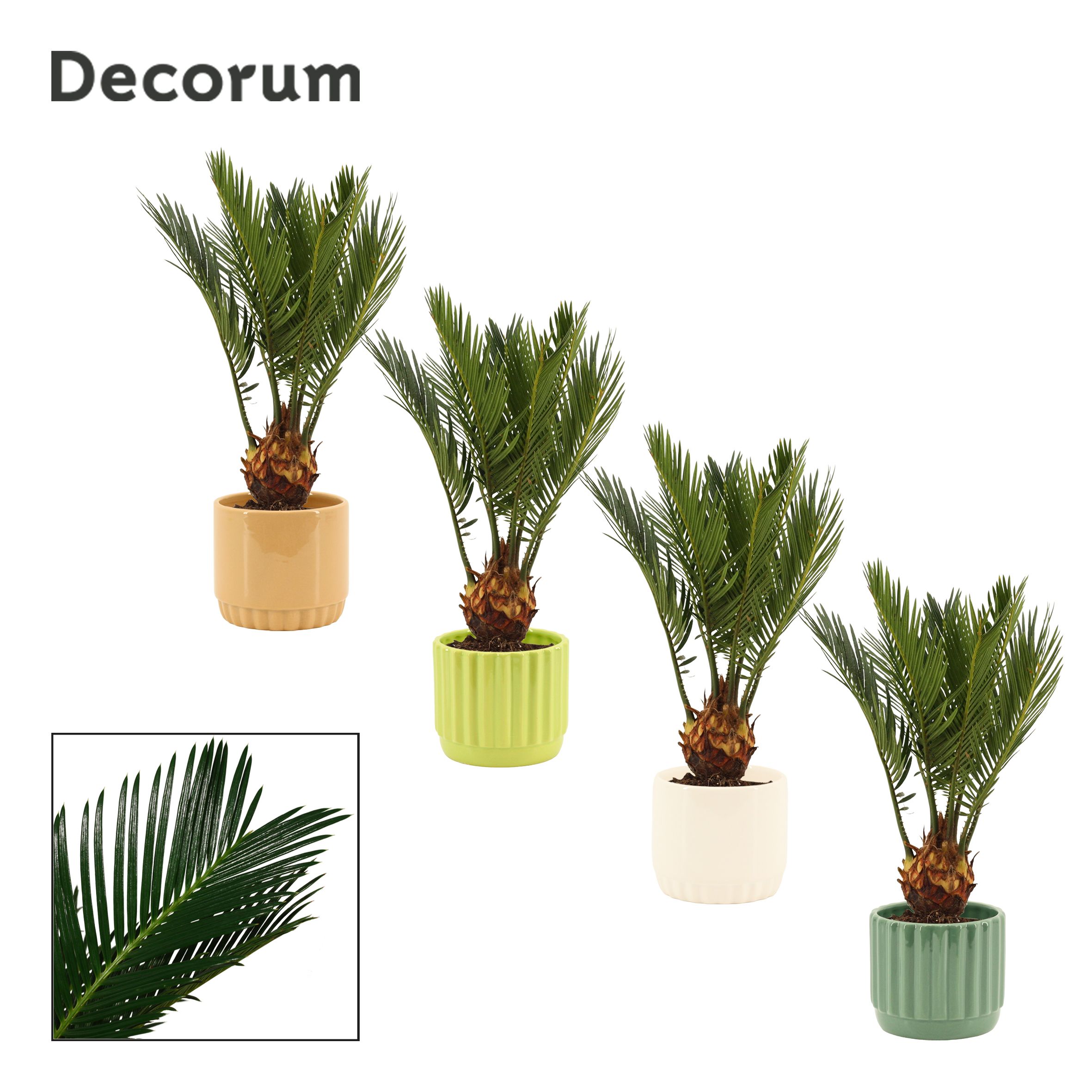 Cycas Revoluta 9 cm Decorum, 4+ veren in Liam (Natural bubble), D 9