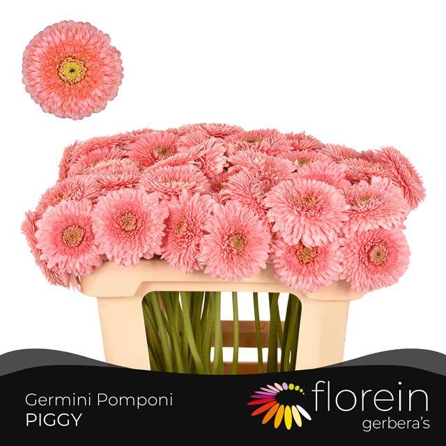 Гермини Помпон Пигги, шт.