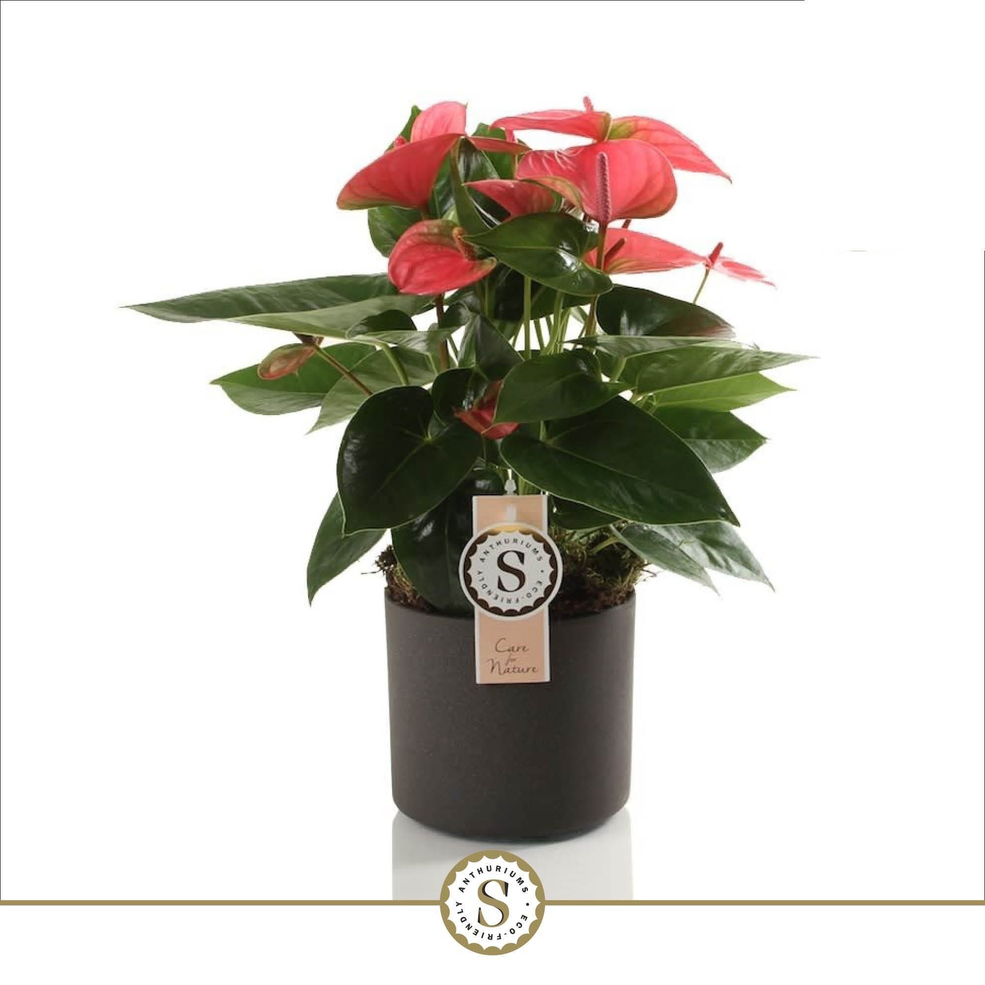 Bari Keramiek Grey - Pink Champion 12cm, D 12