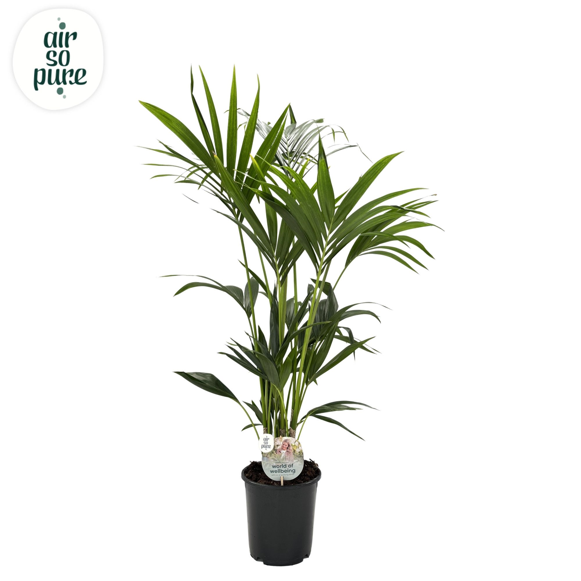 KENTIA - P21 H140 - 6PP - Air So Pure (Howea forsteriana), D 21