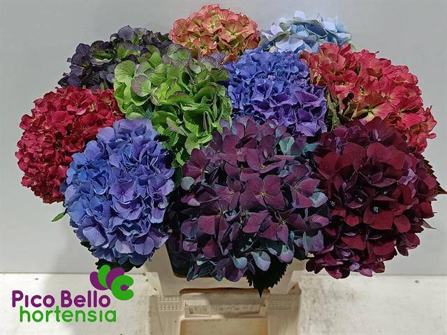 Гортензия Овериг 60, шт.