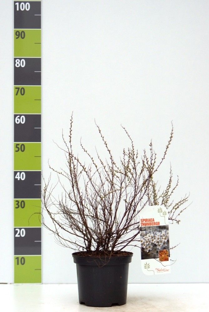 Spiraea thunbergii C 4,6, D 23