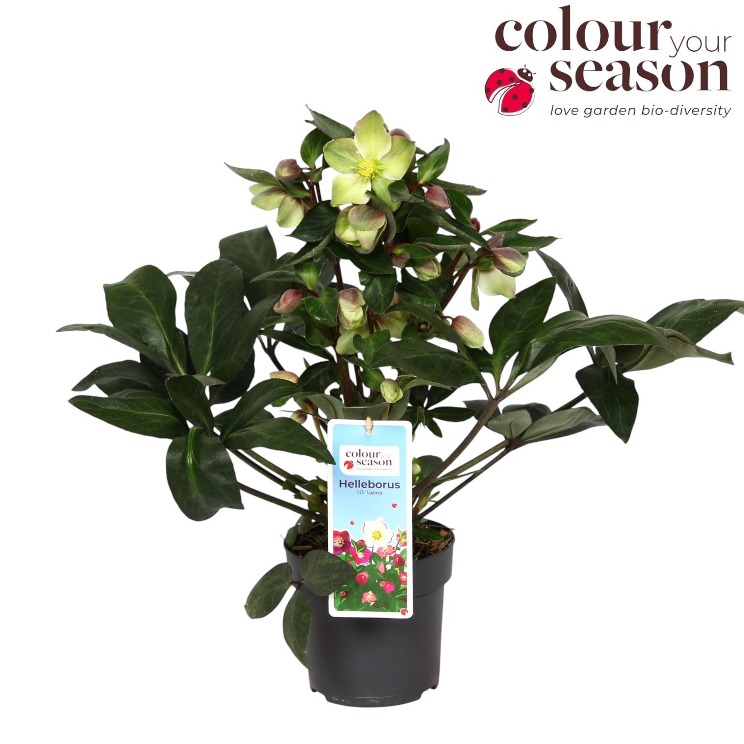 Helleborus x ericsmithii Valeria, D 15 cm