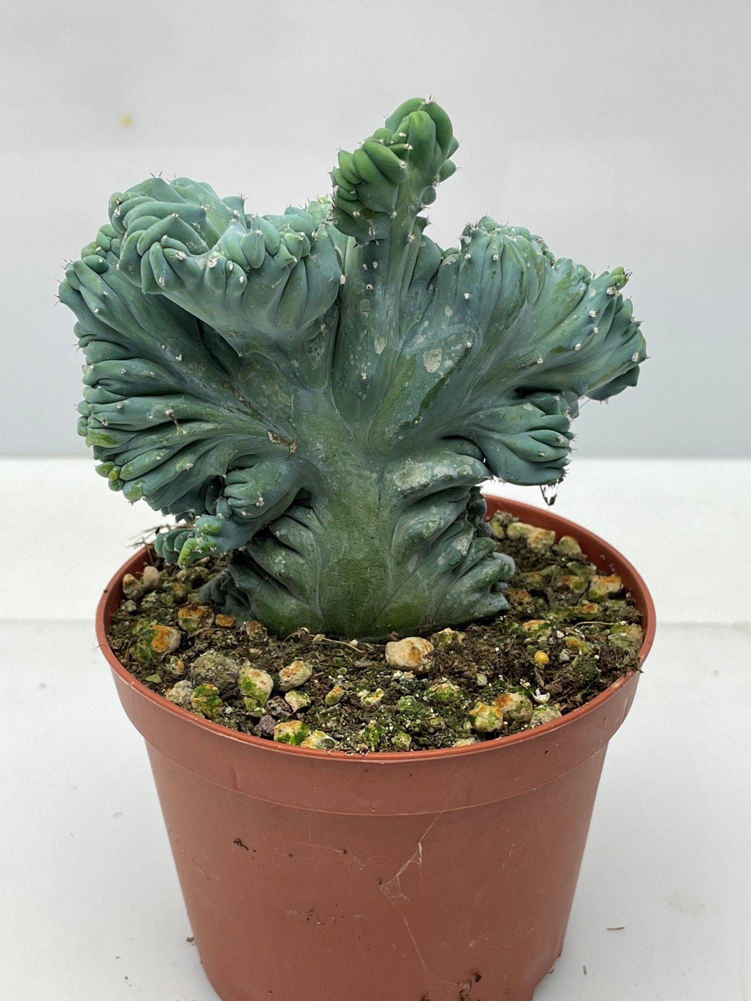 582 Myrthilocactus geometrizans 10,5 cm, D 10,5