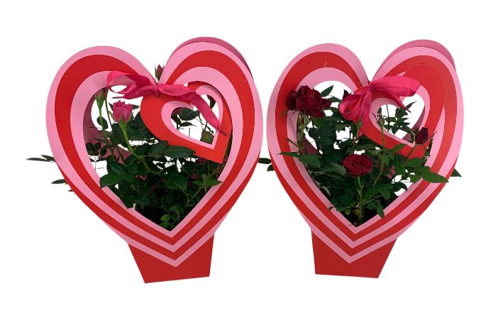 roos 12 cm in twin colour, D 12