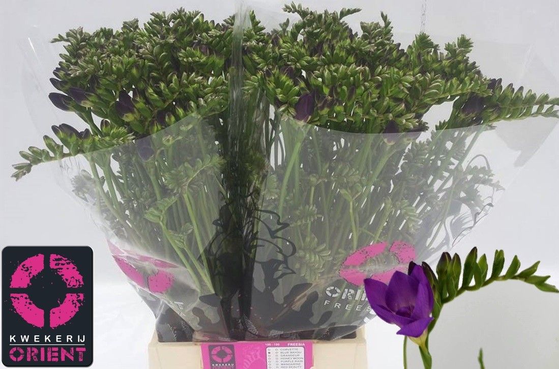 Фрезия дв. Блю Баю 50, шт.