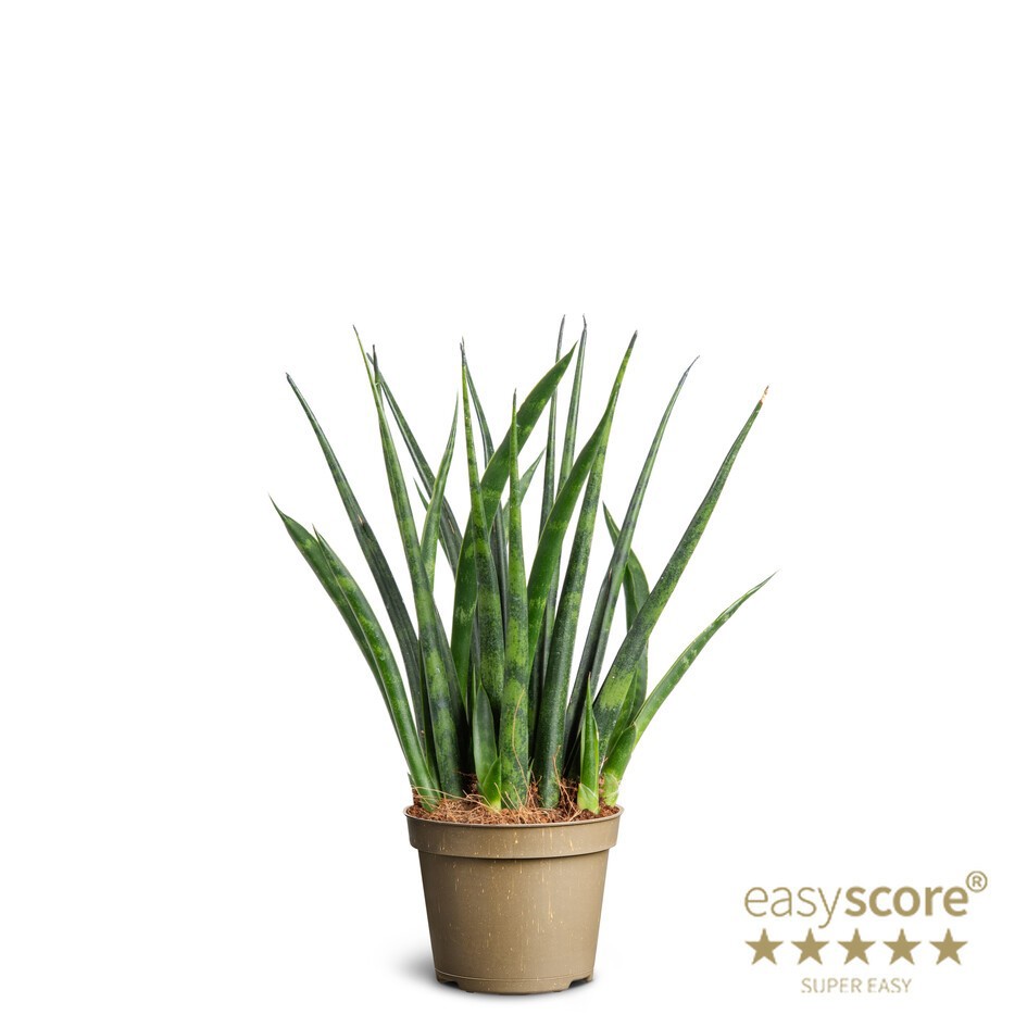 SANSEVIERIA PARVA 'FERNWOOD', D 6 cm SANSEVIERIA PARVA 'FERNWOOD', D 6 cm