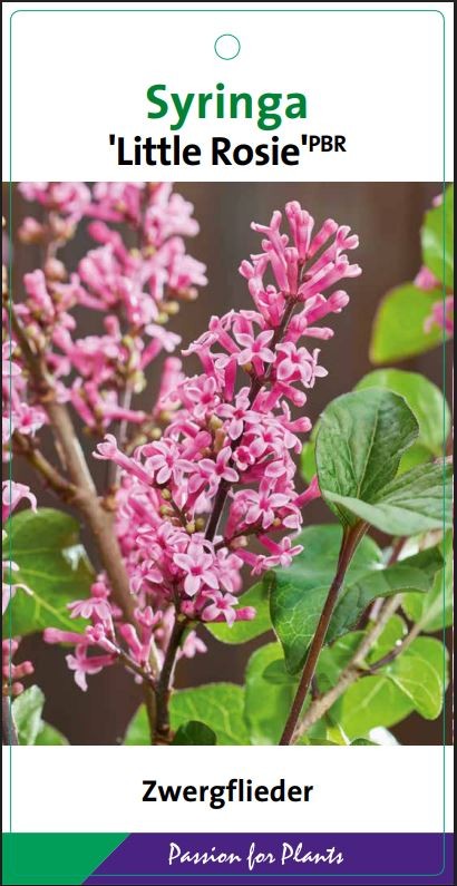 Syringa 'Little Rosie' 40-50C5, D 23 cm Syringa 'Little Rosie' 40-50C5, D 23 cm