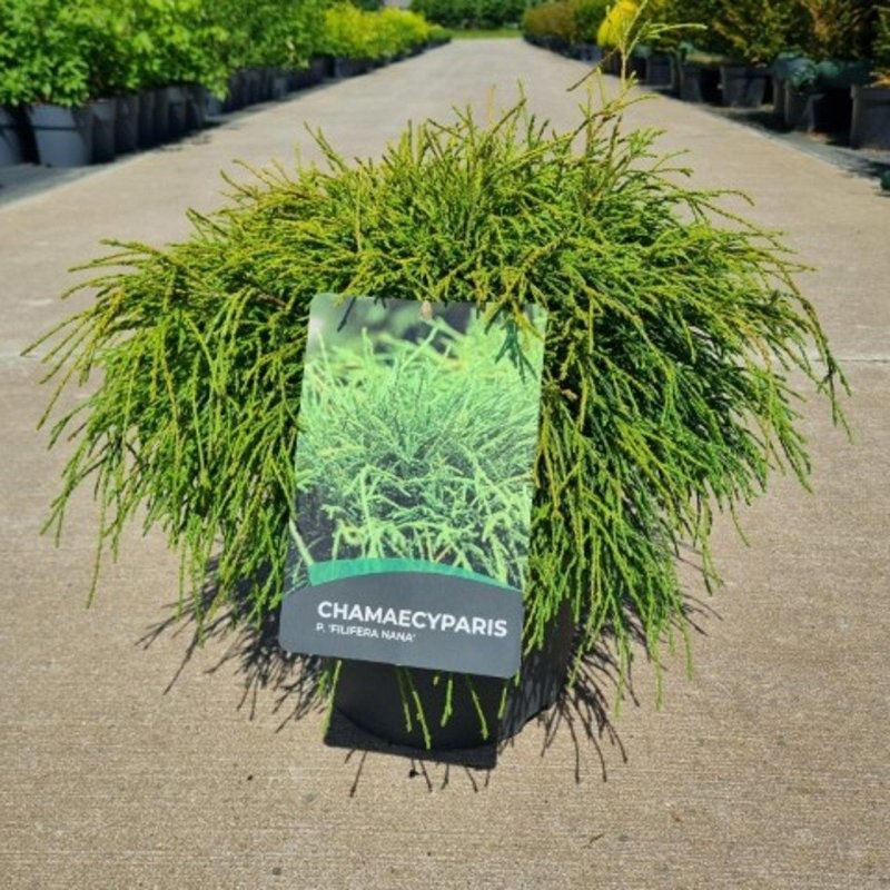 Chamaecyparis p. 'Filifera Nana', D 29
