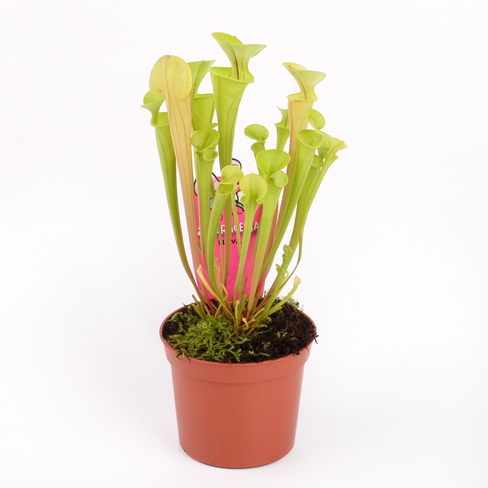 Sarracenia flava, D 8,5