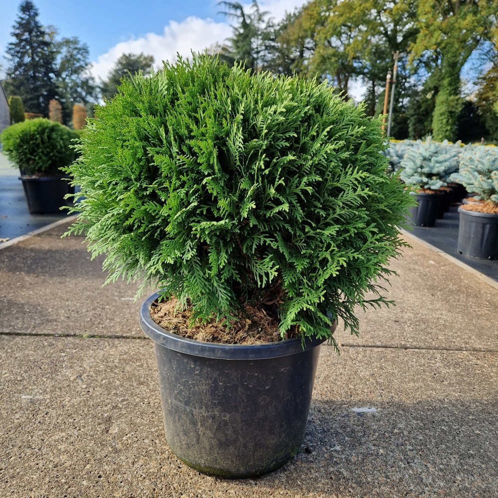 Thuja occ. 'Danica', D 31 cm