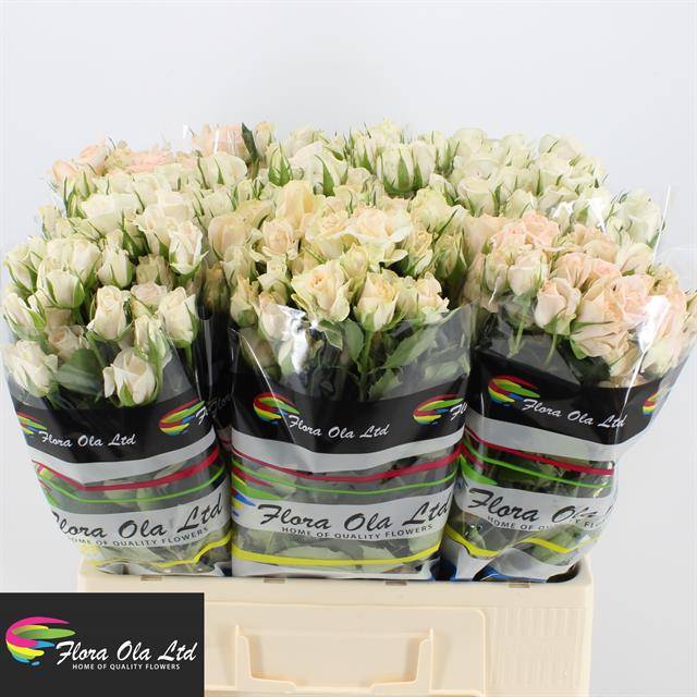 Роза куст. Роял Порселина 60, шт.