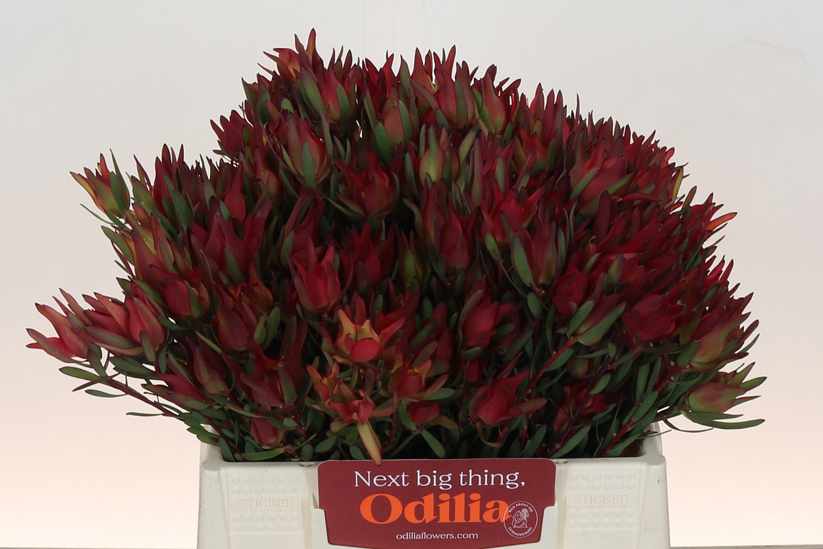 Леукадендрон Блаш 40, шт.