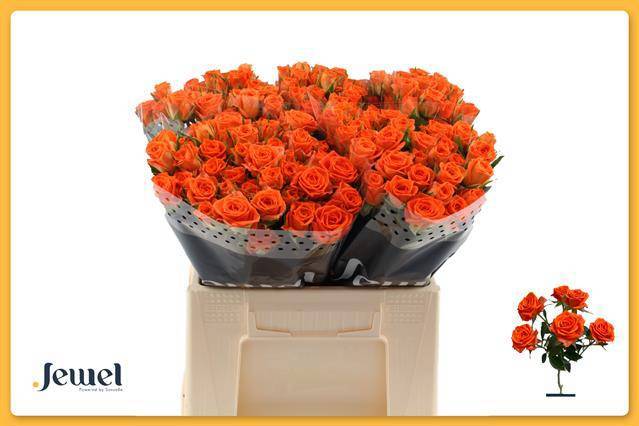 Роза куст. Пиканто 40, шт.