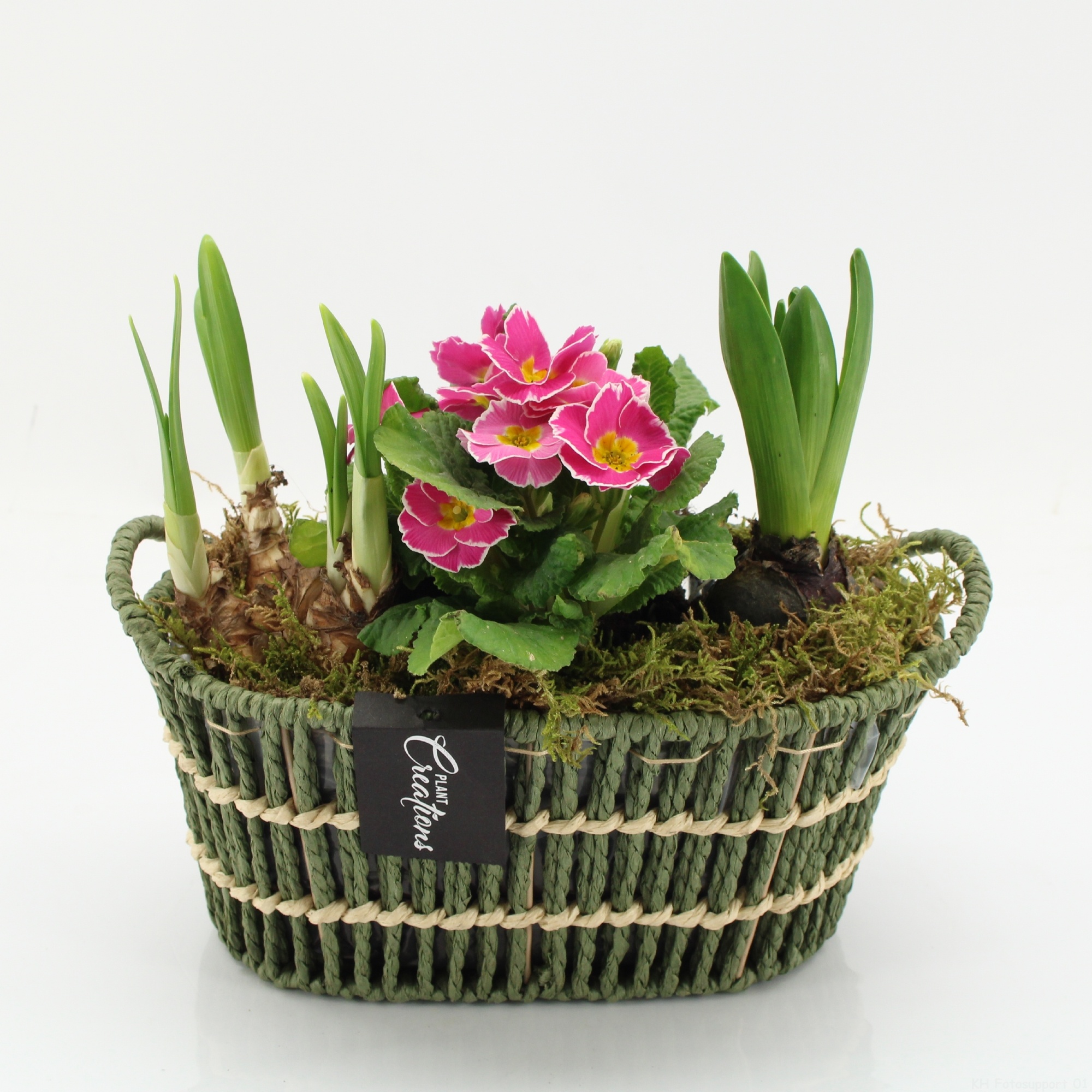 PMCR-2634 Primula creations, D 23