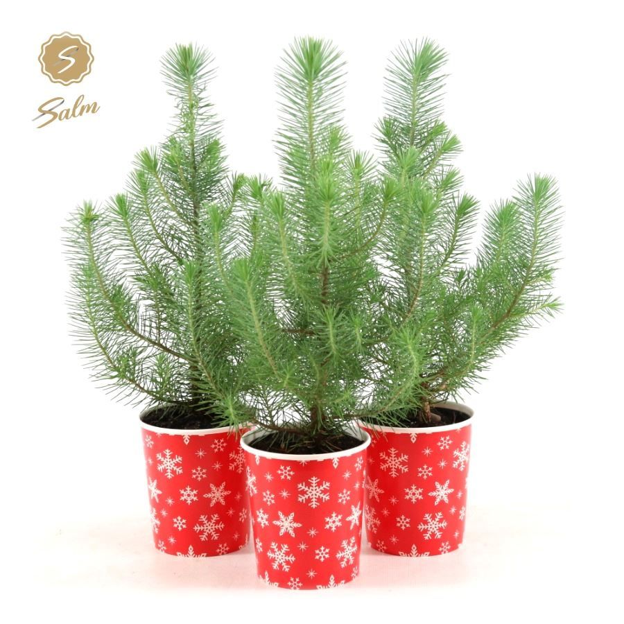 Pinus pinea 'Silver Crest' P10,5 in Cup X-mas Deco, D 11 cm
