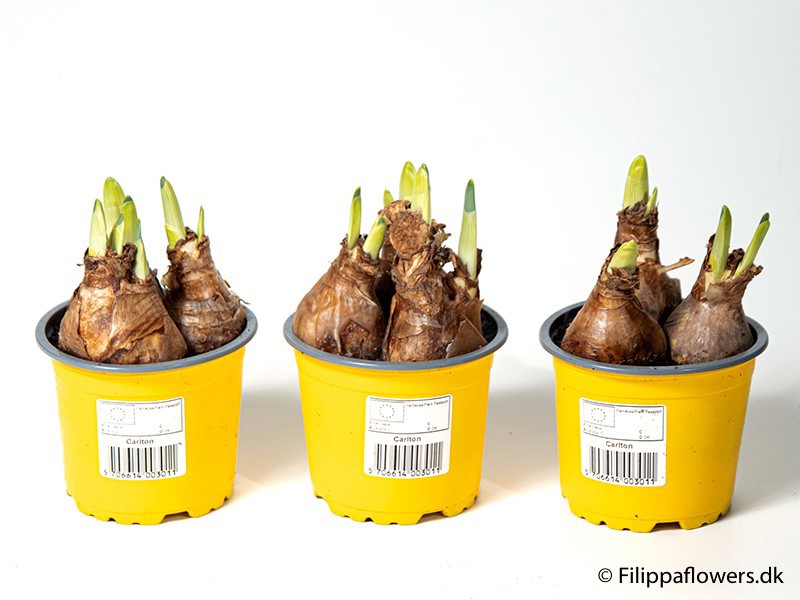 NARCISSUS INCOMPARABILIS 'CARLTON', D 11