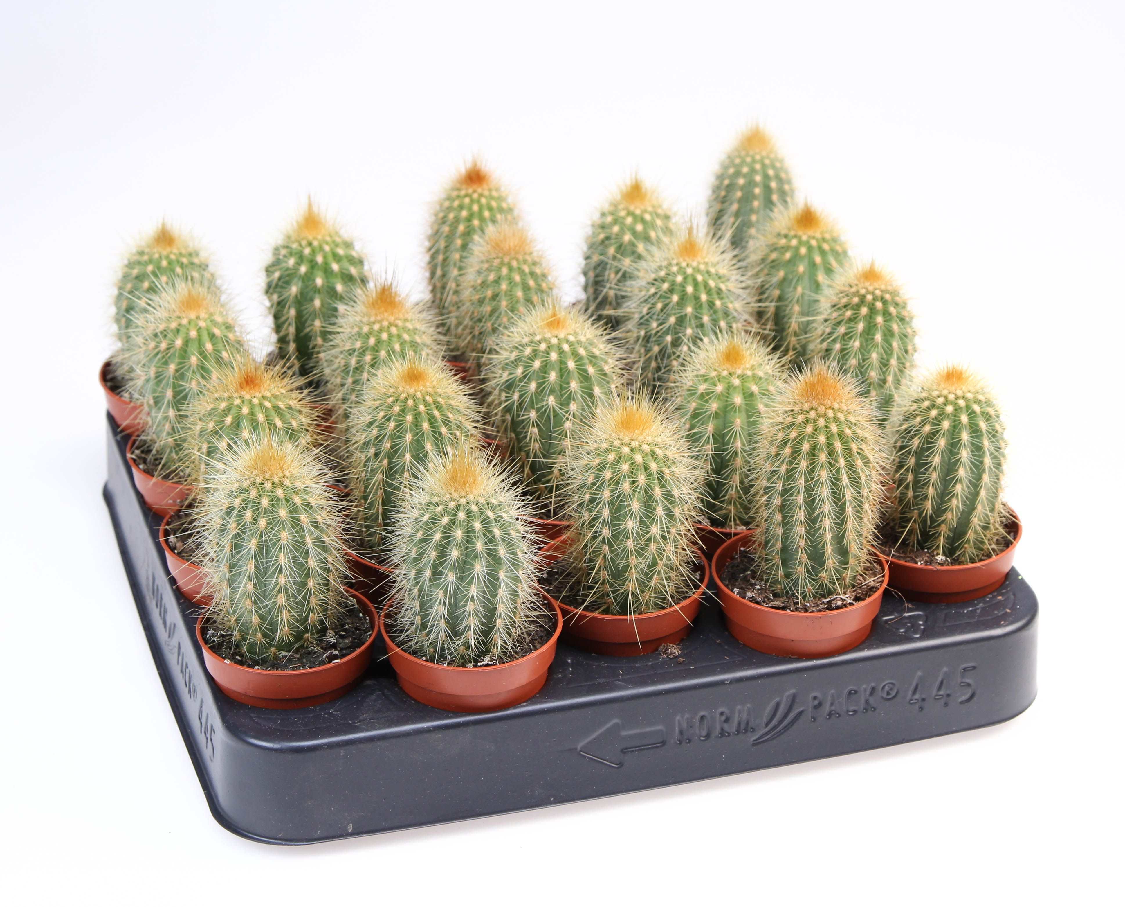 Vatricana Guentheri, D 5,5