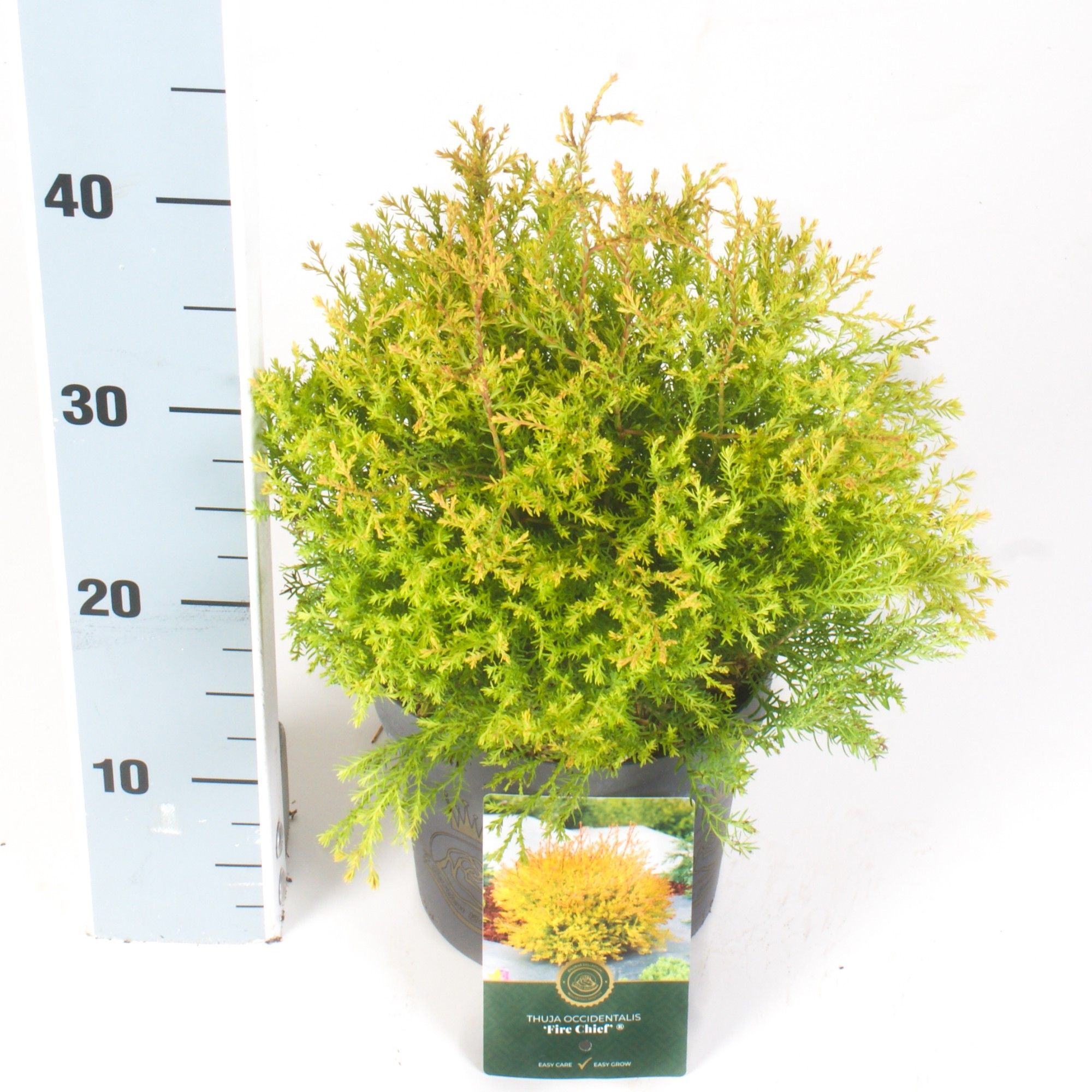 Thuja o. 'Fire Chief, D 18