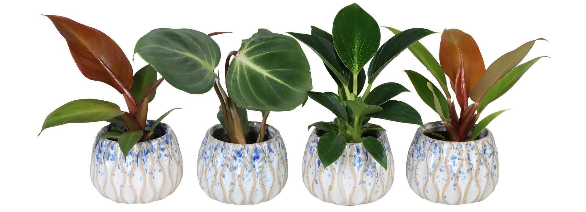 L 65807 with Philodendron Mix 6 cm, D 6