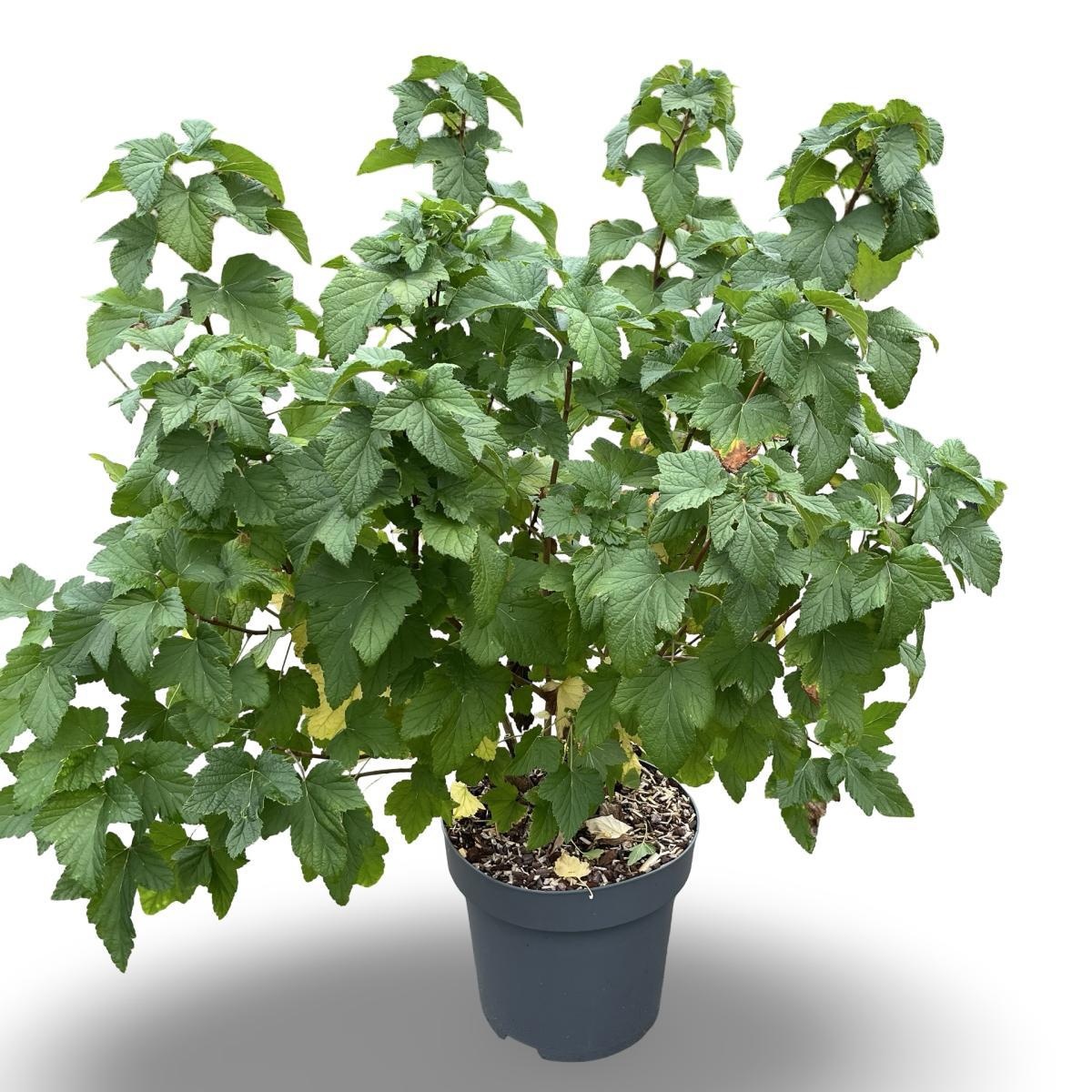 Ribes nigr. 'Titania', D 31 cm