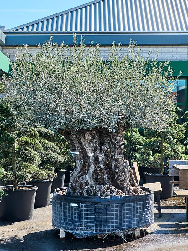 Olea europaea, D 140