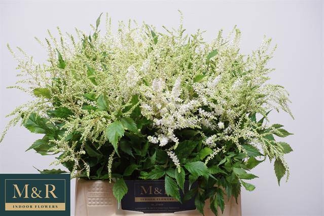 Астильба Вашингтон 45, шт.