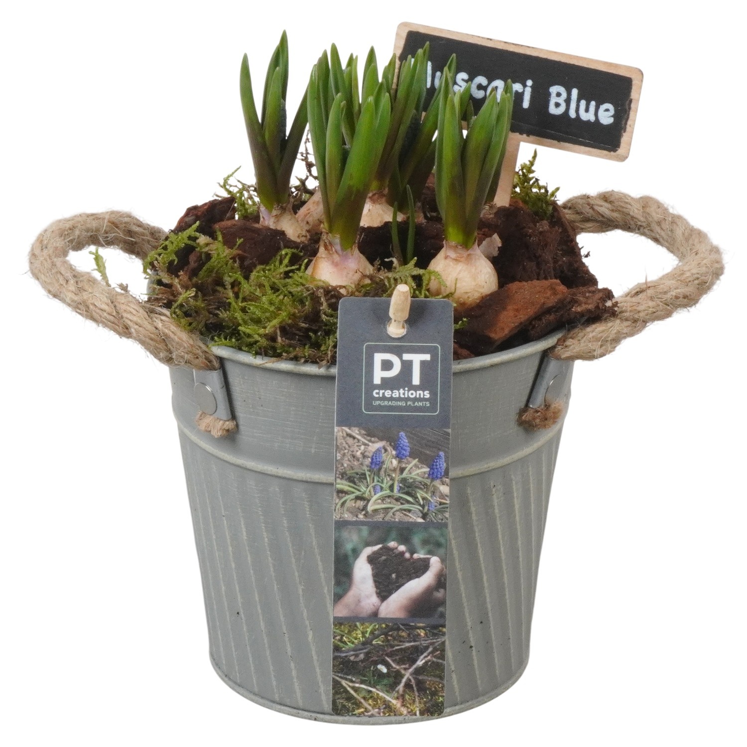 PTMB6179 Arrangement Muscari Blue in zink sierpot, D 13