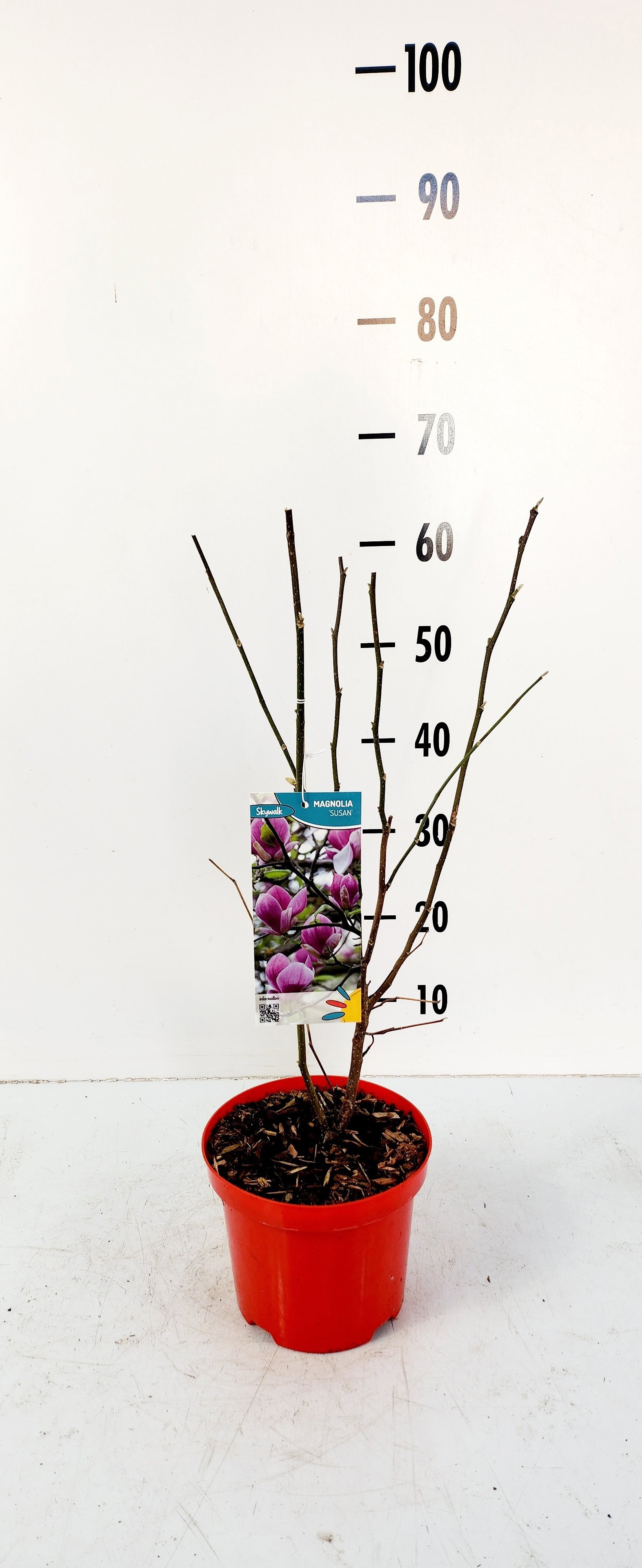 magnolia susan, D 19