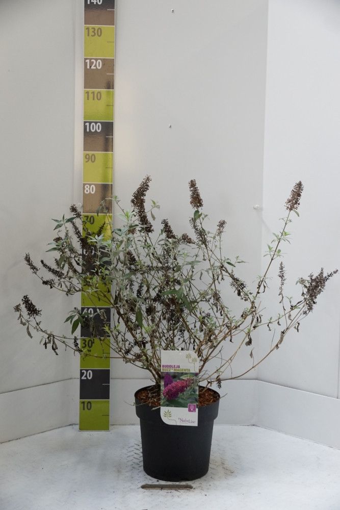 Buddleja 'Buzz Magenta' -R- C 7, D 27