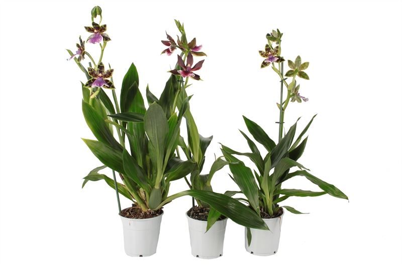 Zygopetalum p12 mix 1T05+, D 12 cm Zygopetalum p12 mix 1T05+, D 12 cm