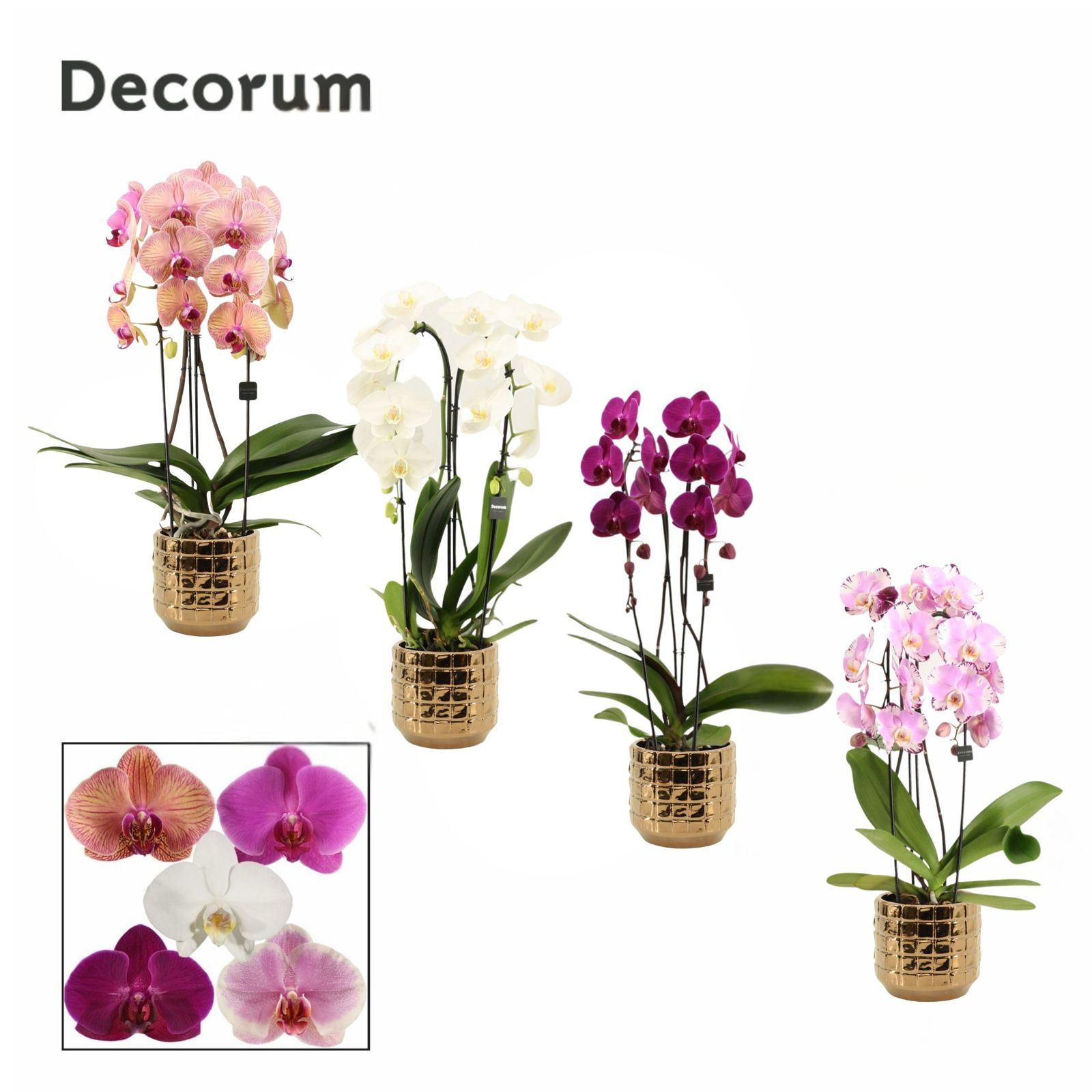 Phalaenopsis cascade 2 tak mix in Janneke (Top blend-Collection, D 12 cm