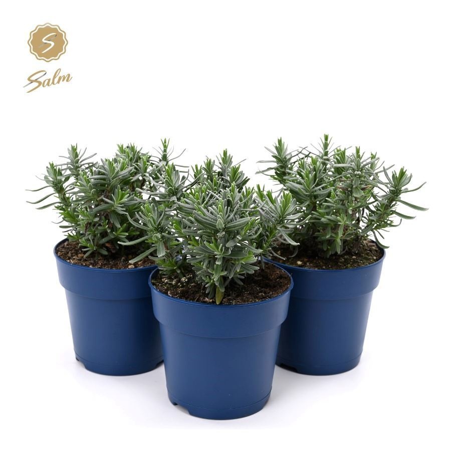 Lavandula ang. 'Felice'® Collection P12, D 12
