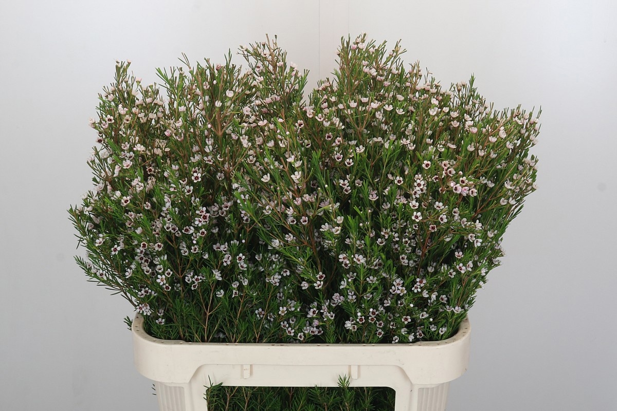 Шамелациум Сноу Флейк 80, шт.