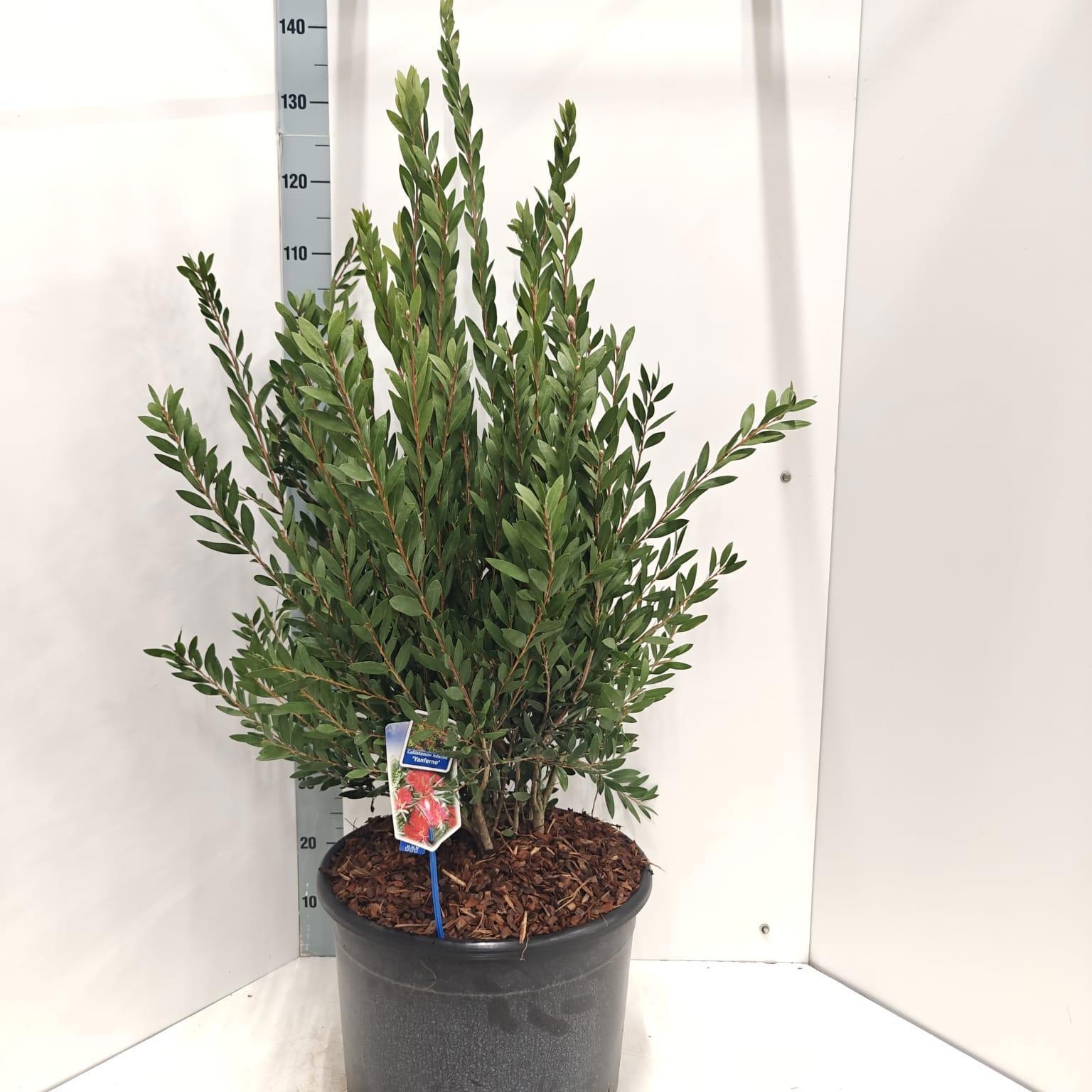Callistemon viminalis INFERNO ('Yanferno'PBR), D 40