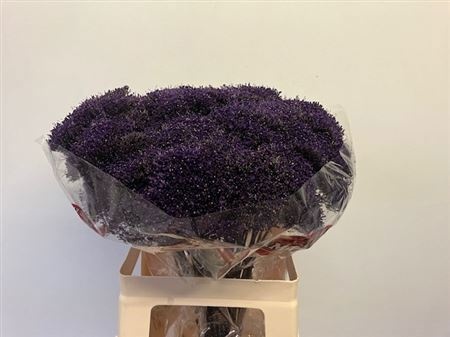 Трахелиум Лэйк Супериор 60, шт.