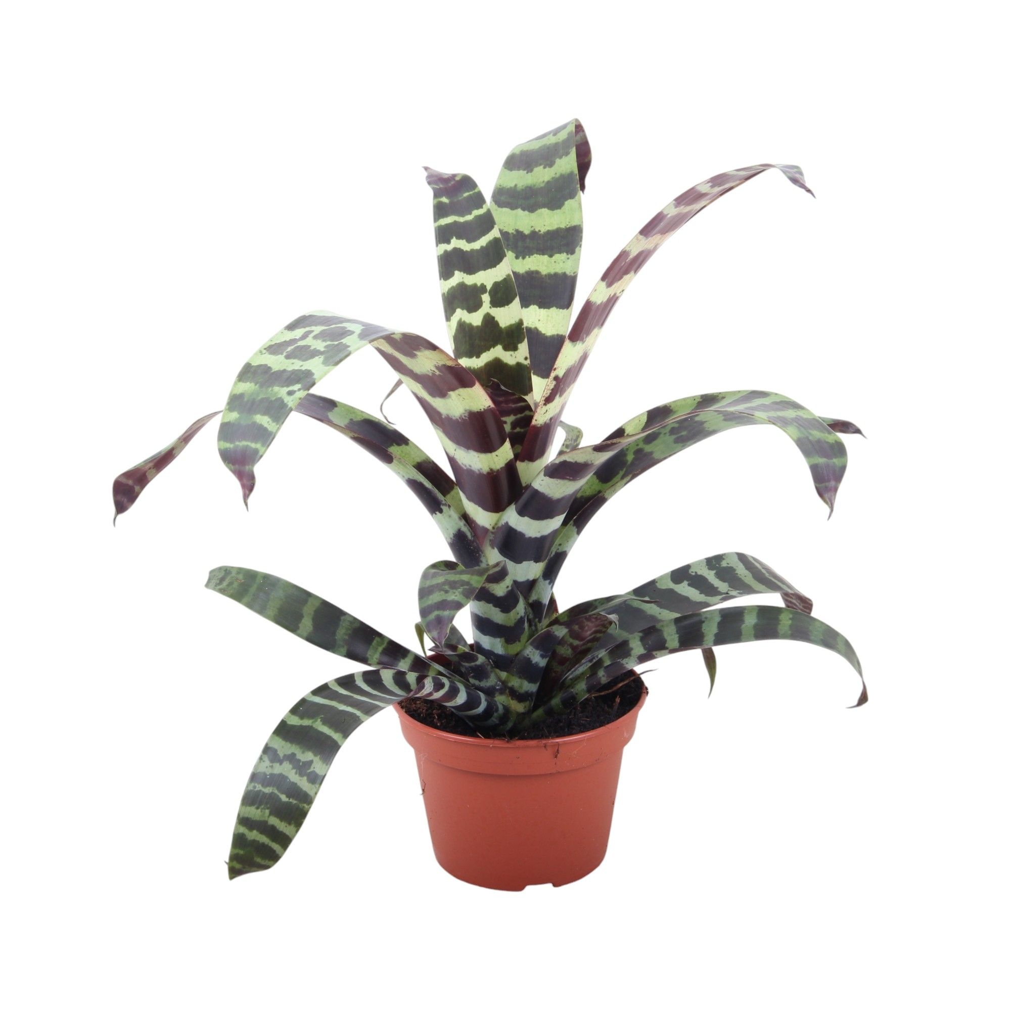 Vriesea Era Forrest 15cm, D 15
