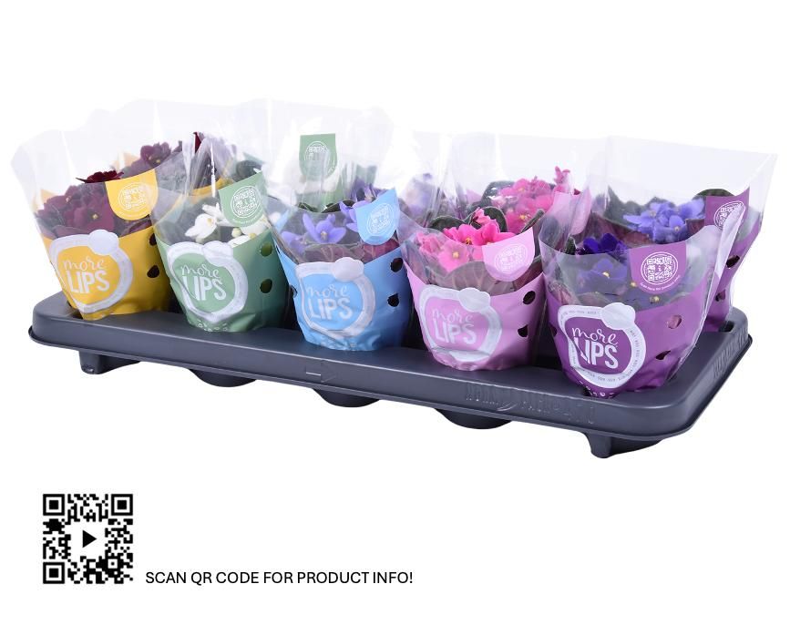 MoreLIPS Saintpaulia Mix, D 9