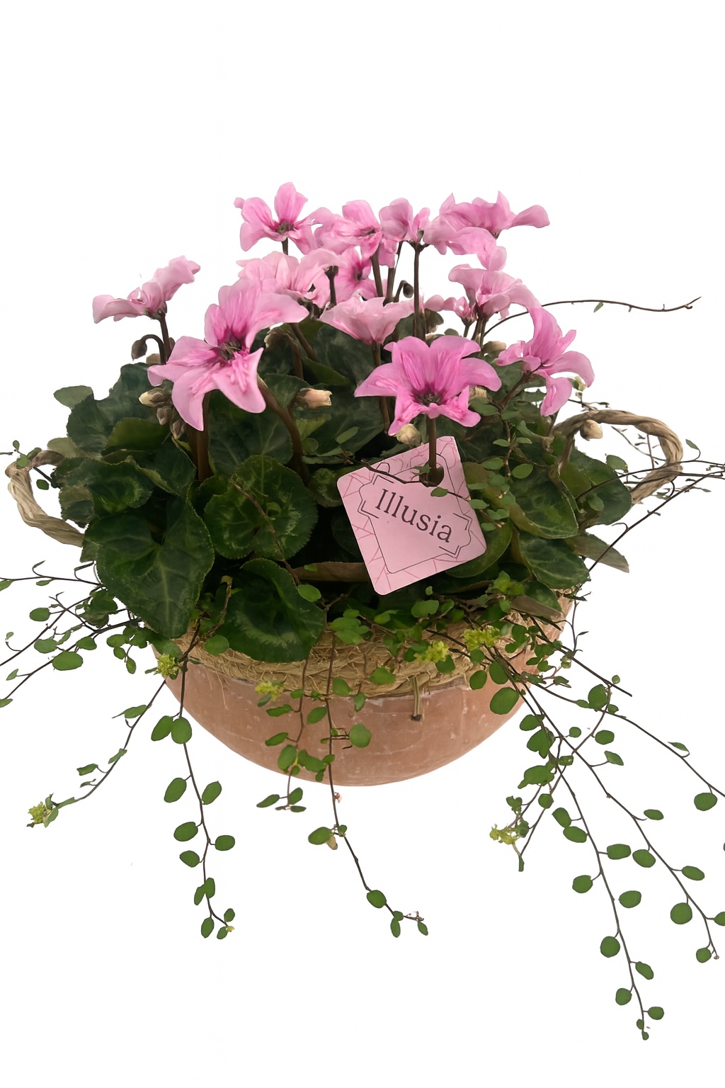 CYM797IL-9323 Cyclaam Illusia/Muehlenbeckia Hannah terracotta/green, D 24 cm