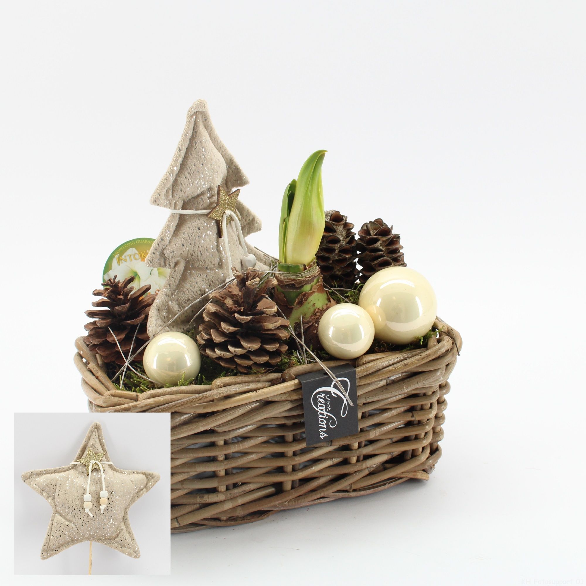 HICR-2525W Kerst Amaryllis, D 27 cm