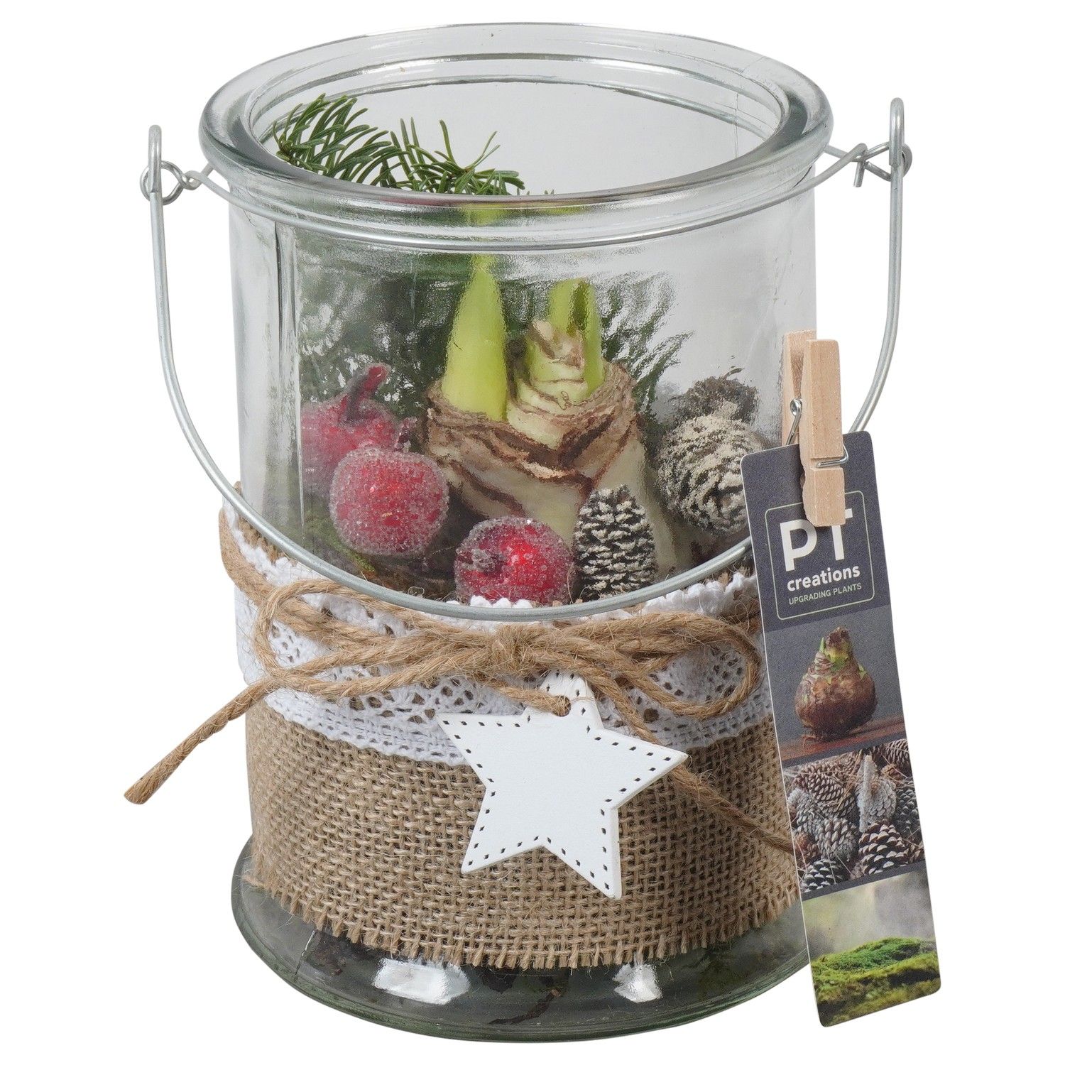 PTACH5932 Arrangement Amaryllis Christmas in glazen vaas, D 14 cm