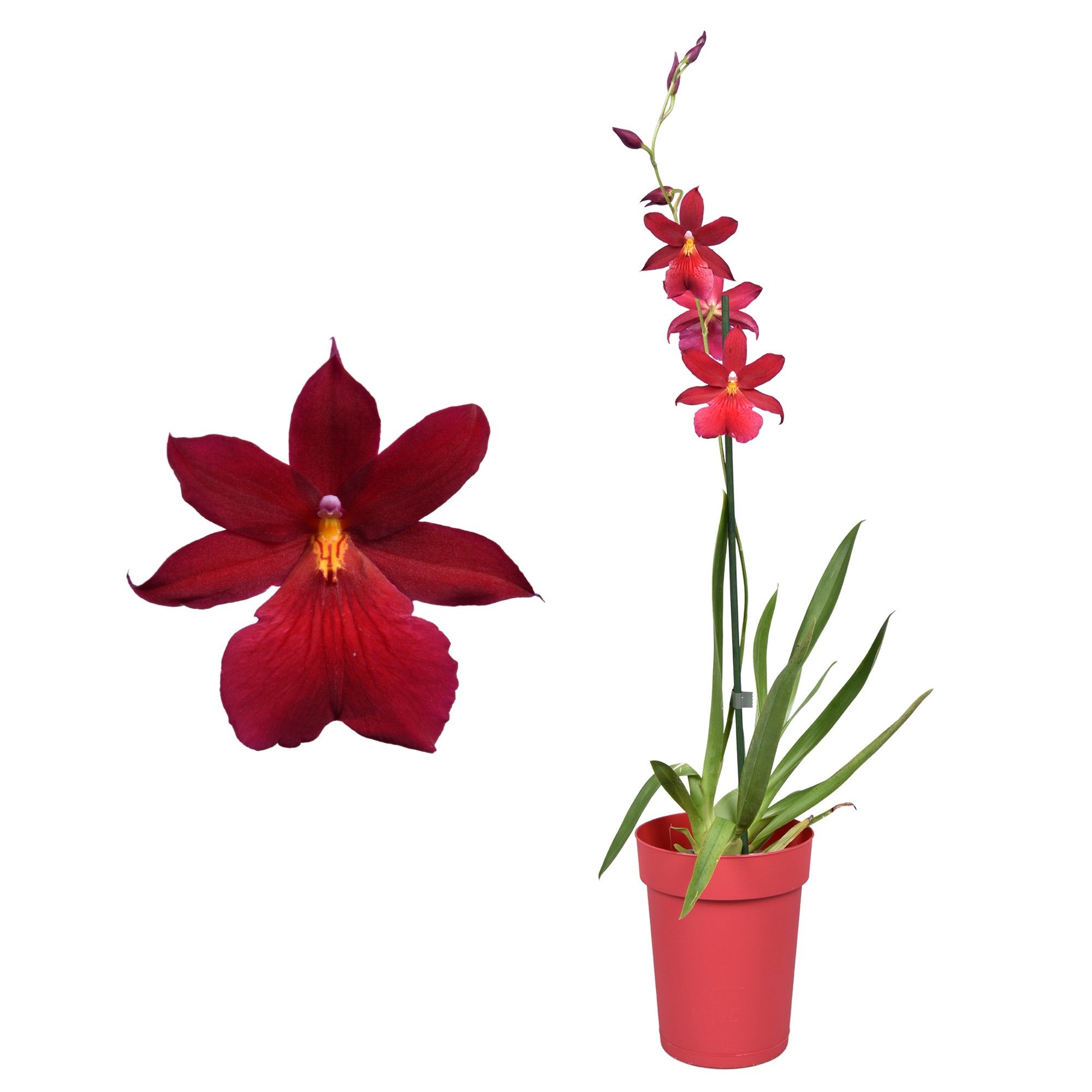 Cambria 'Nelly Isler' Red Velvet 1 tak met rode pot, D 12 cm