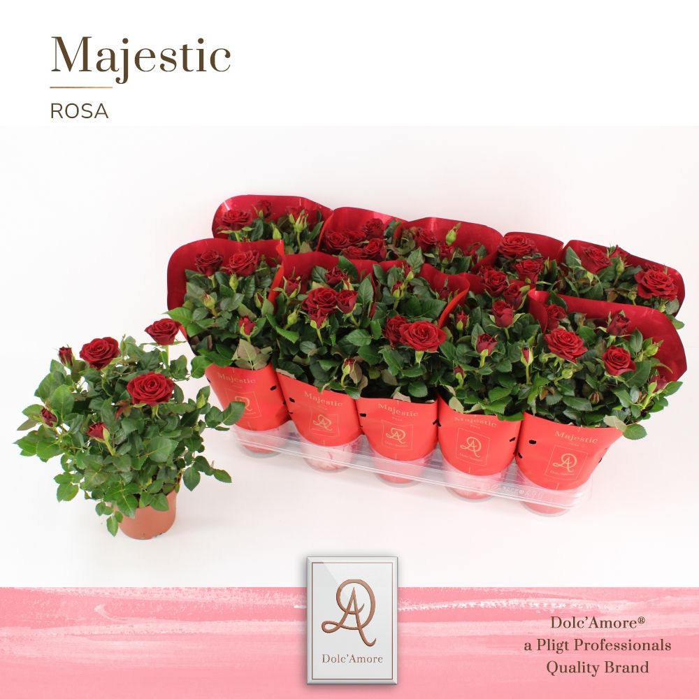 Potroos Rood P12 Dolc'Amore® Majestic, D 12