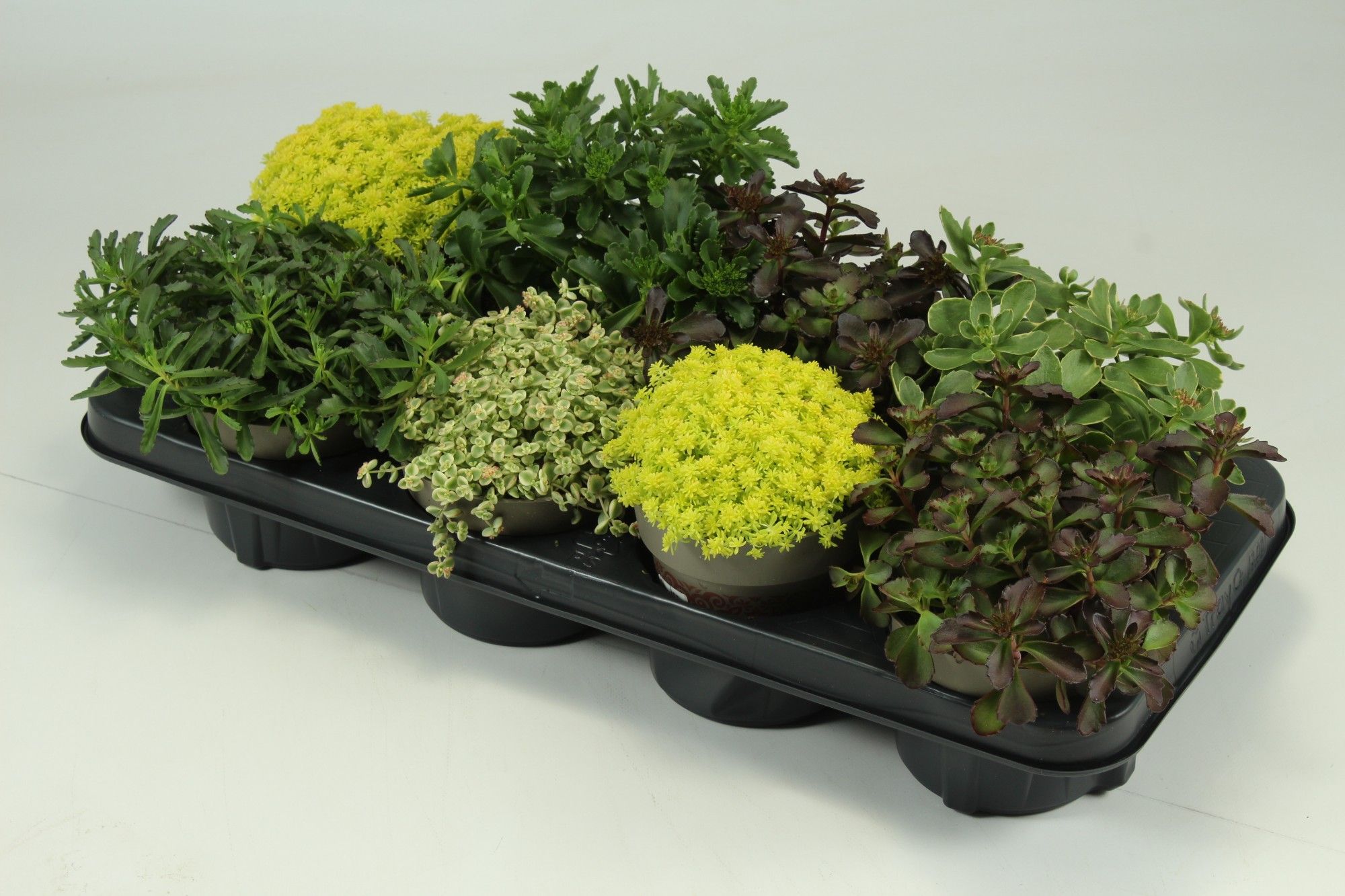 Sedum Mix T12, D 12 cm Sedum Mix T12, D 12 cm