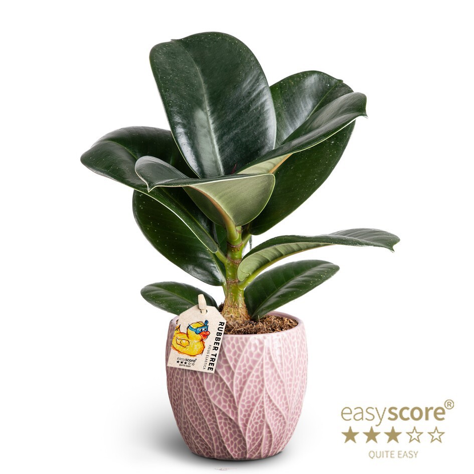 Leaf Rosa, Ficus elastica ´Sofia´, D 10