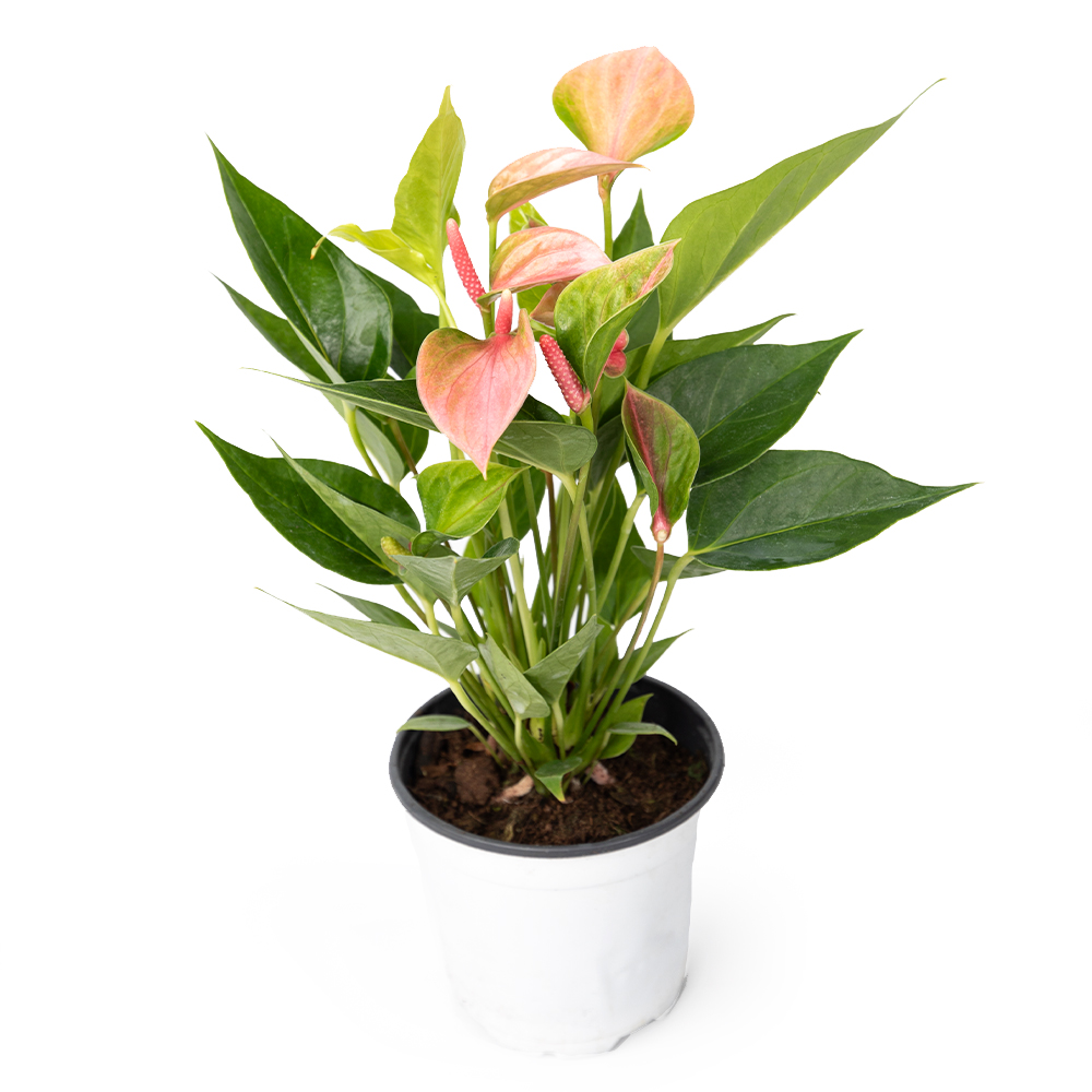 Антуриум кэнди букет 11 30 (предзаказ)