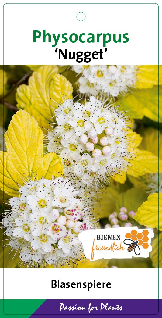 Physocarpus op. 'Nugget' 50-60C5, D 23 cm