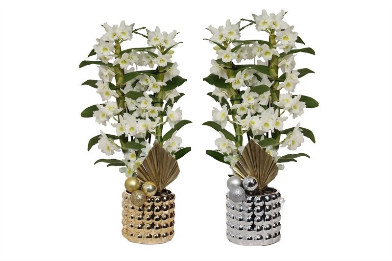 Dolomite p12 Electroplated Daisy mix Dendr Nobile Apollon 2T16+tros, D 12