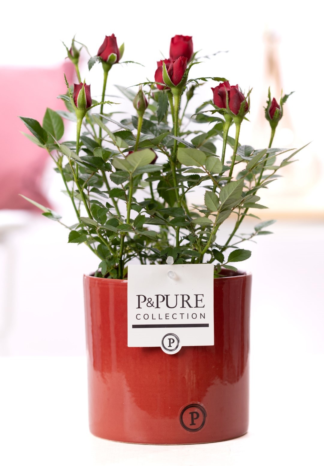 Rosa red in P&PURE Essential ceramics red, D 12 cm Rosa red in P&PURE Essential ceramics red, D 12 cm